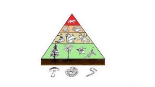 Potravní pyramidy