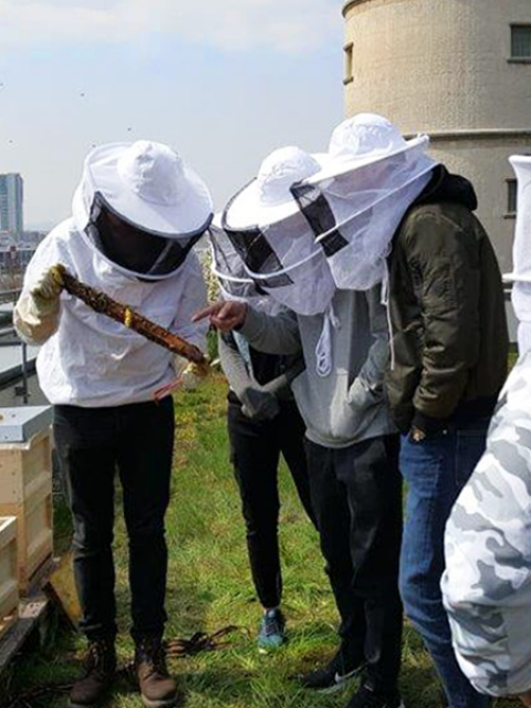Bienenvölker auf dem Dach