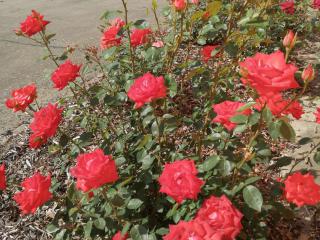 Rozkvetly růže u školy