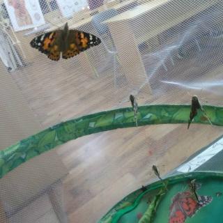 Motýlia farma v našej škole