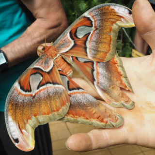 Návšteva výstavy motýľov v Botanickej záhrade UPJŠ