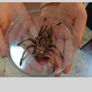 Fascinujúci svet pavúkov a škorpiónov