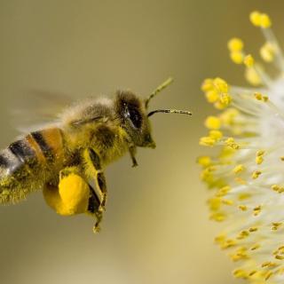 Światowy Dzień pszczół