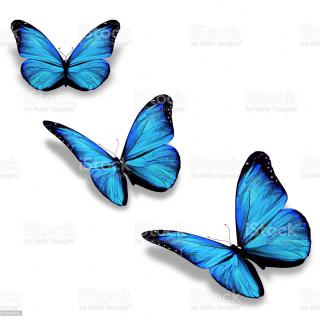 "Jesteśmy z Wami Niebieskimi Motylami"