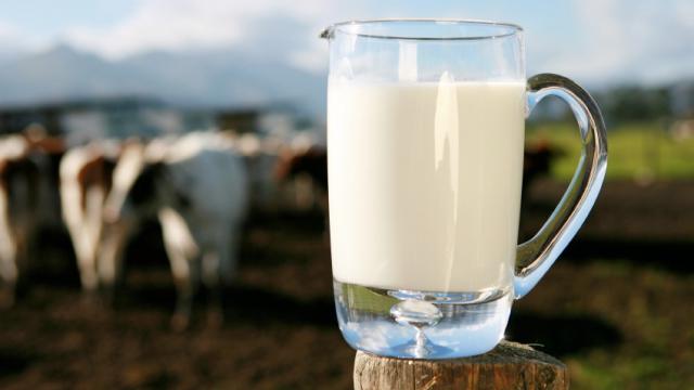 Medzinárodný deň mlieka