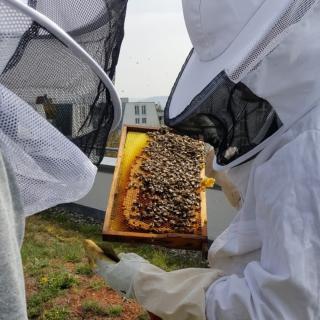 Happy World Bee Day – 20. Mai ist Weltbienentag!